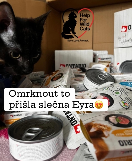 Help for wild Cats’